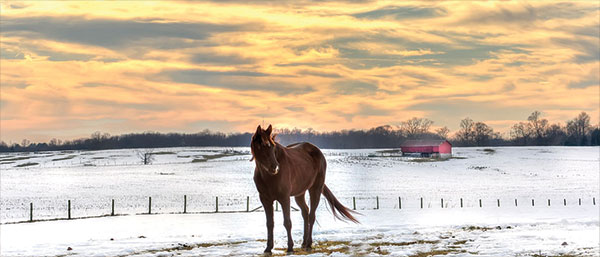 horse in paddock in rural location